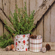 Baby Boxwood Bush - 16"H