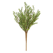 Baby Boxwood Bush - 16"H