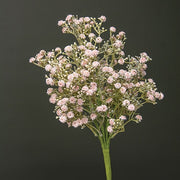 Blushing Blessed Clover Spray - 17 In