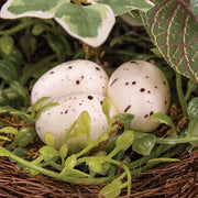 Mixed Ivy & Vine Bird Nest with Eggs on Branch