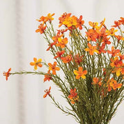 Bittersweet Star Flower Bush - 15.5"H