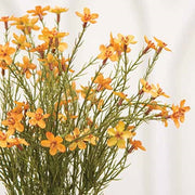 Teastain Star Flower Bush - 15.5"H