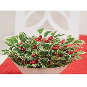 Mini Holly Leaves & Berries Half Sphere - 10"
