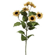 Teastain Mini Sunflower Spray - 30"