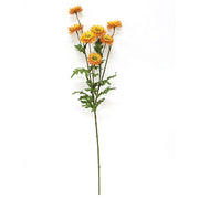 Golden Strawflower Spray - 25"