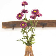 Plum Strawflower Spray - 25"