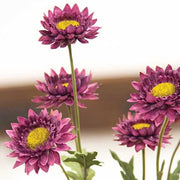 Plum Strawflower Spray - 25"