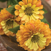 Golden Zinnia Spray - 23.5"