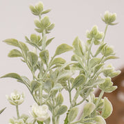 White Star Lavender Buds Bush - 12"