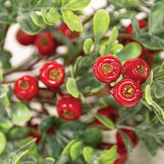 Frosted Boxwood & Gooseberry Spray - 14"