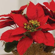 Winter Party Mini Poinsettia in Burlap Pot - 7"H
