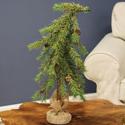 Luxemburg Pine Tree With Burlap Base - 2 Ft.