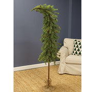 Luxemburg Pine Tree With Burlap Base - 6 Ft.