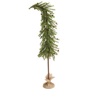 Luxemburg Pine Tree With Burlap Base - 6 Ft.