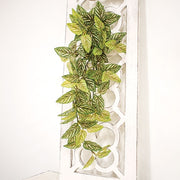 Pink Fittonia Leaves Hanging Bush - 30"