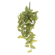 Pink Fittonia Leaves Hanging Bush - 30"