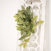 Pink Fittonia Leaves Hanging Bush - 21"