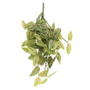 Pink Fittonia Leaves Hanging Bush - 21"