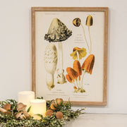 Vintage Scientific Mushroom Trio Framed Print