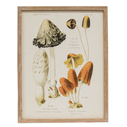 Vintage Scientific Mushroom Trio Framed Print