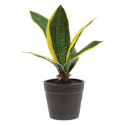 Potted Light Green Snake Plant