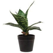 Potted Dark Green Snake Plant