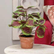 Potted Purple Mint Bush