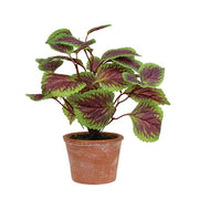 Potted Purple Mint Bush