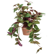 Potted Day Flower Vine