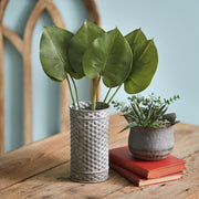 Philodendron Spray