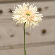 Gerbera Daisy Stem - Cream Pink