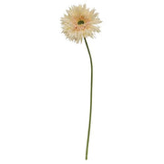 Gerbera Daisy Stem - Cream Pink