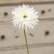 Gerbera Daisy Stem - White