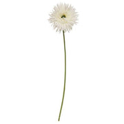 Gerbera Daisy Stem - White