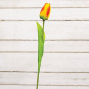 Sunset Tulip Stem - 15.5"