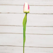 Champagne Tulip Stem - 15.5"