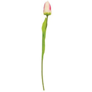 Champagne Tulip Stem - 15.5"