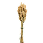 Dried Bunny Tail Grass Bundle - 50 Stems - Natural