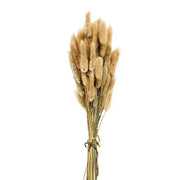 Dried Bunny Tail Grass Bundle - 50 Stems - Natural