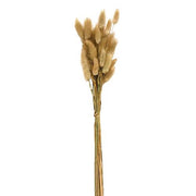 Wispy Dried Bunny Tail Grass Bundle - 25 Stems - Natural