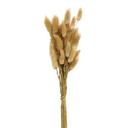 Wispy Dried Bunny Tail Grass Bundle - 25 Stems - Natural