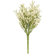 Array Astilbe Bush - Cream