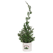 Mini Cypress Tree in "Fresh Cut Trees" Pot