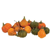 Colorguard Pumpkins & Gourds (16 Pack)