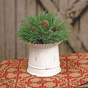 Mugo Pine Orb