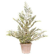 Snowy Juniper Tree In Planter