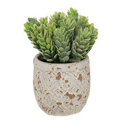 Artificial Succulent in Distressed Cement Pot  (4 Count Assortment)