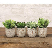 Artificial Succulent in Distressed Cement Pot  (4 Count Assortment)