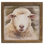 Serious Sheep Framed Print - Wood Frame