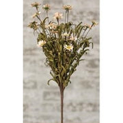 Mini Mountain Daisy Bush - Teastain